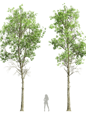 Fagus Sylvatica 2 Tree