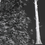 Fagus Sylvatica 2 Tree