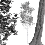 Fagus Sylvatica 2 Tree