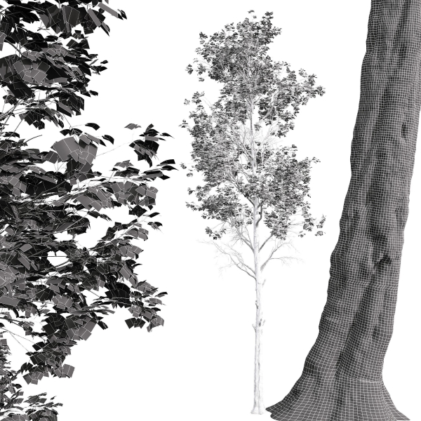 Fagus Sylvatica 2 Tree