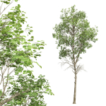 Fagus Sylvatica and Acer Saccharinum Summer