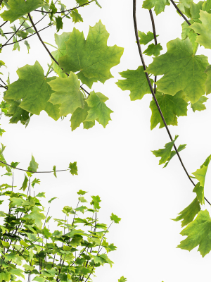 fagus-sylvatica-and-acer-saccharinum-summer-3d-model-78c3ac9bf2