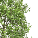 Fagus Sylvatica and Cinnamomum Camphora