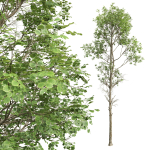 Fagus Sylvatica and Cinnamomum Camphora