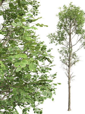 fagus-sylvatica-and-cinnamomum-camphora-3d-model-6468aa423a