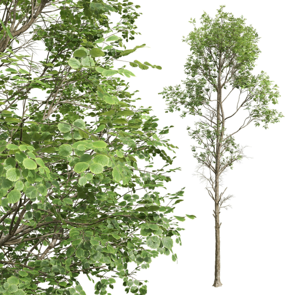 Fagus Sylvatica and Cinnamomum Camphora