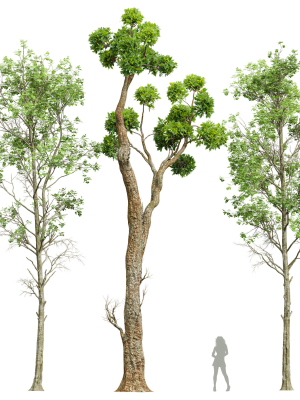 Fagus Sylvatica and Cinnamomum Camphora