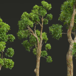 Fagus Sylvatica and Cinnamomum Camphora