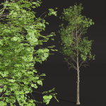 Fagus Sylvatica and Cinnamomum Camphora