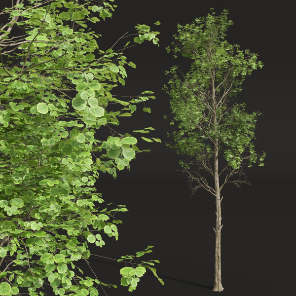 Fagus Sylvatica and Cinnamomum Camphora