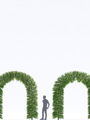 fagus-sylvatica-arc-3d-model-5d7947411a