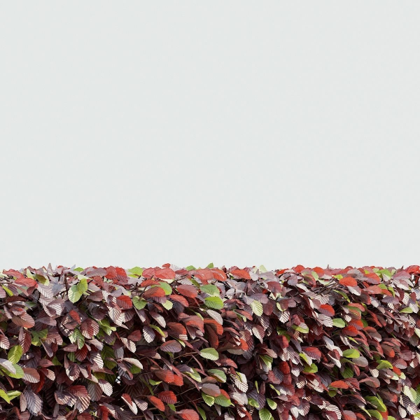 Fagus sylvatica hedge