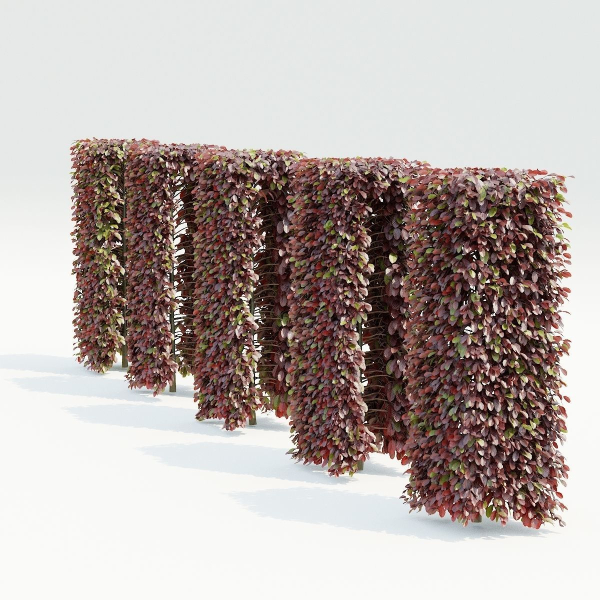 Fagus sylvatica hedge