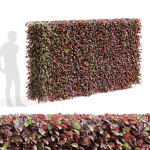 Fagus sylvatica hedge