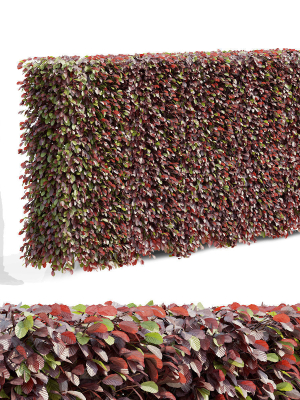 Fagus sylvatica hedge