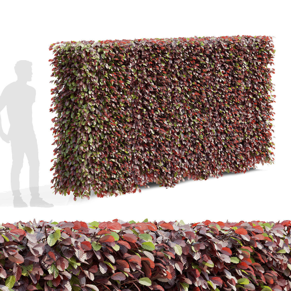 Fagus sylvatica hedge