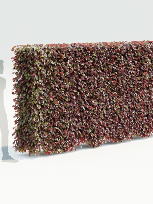 fagus-sylvatica-hedge-3d-model-9a0c0eaaae