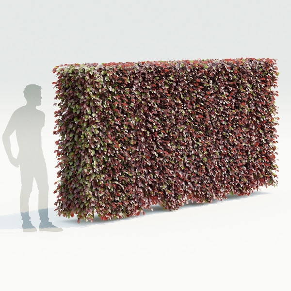 Fagus sylvatica hedge