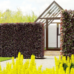 Fagus sylvatica hedge
