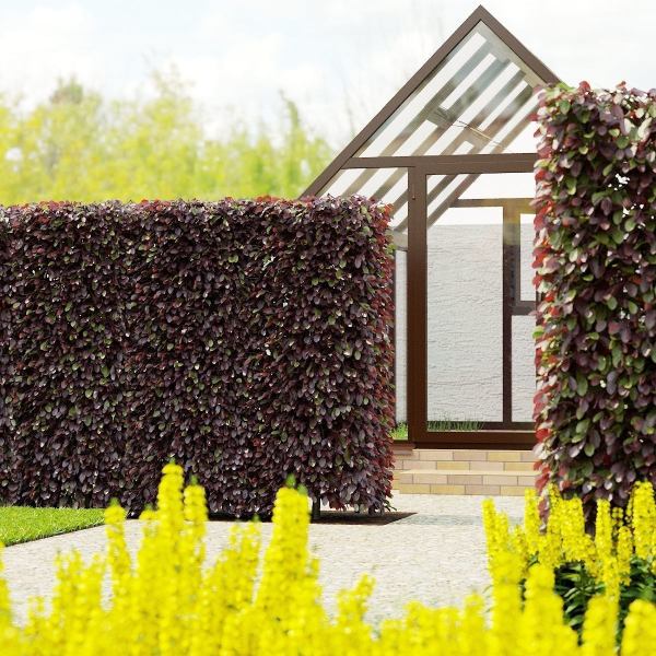 Fagus sylvatica hedge