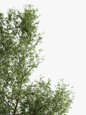 fagus-sylvatica-tree-organika-3d-model-max-fbx