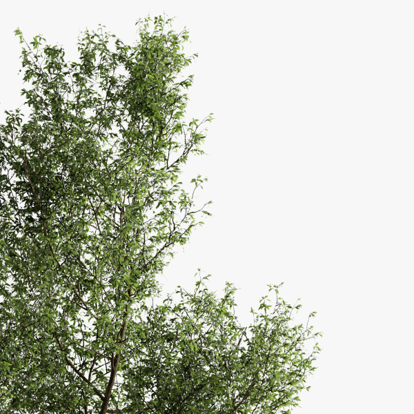 Fagus Sylvatica Tree - ORGANIKA