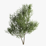 Fagus Sylvatica Tree - ORGANIKA
