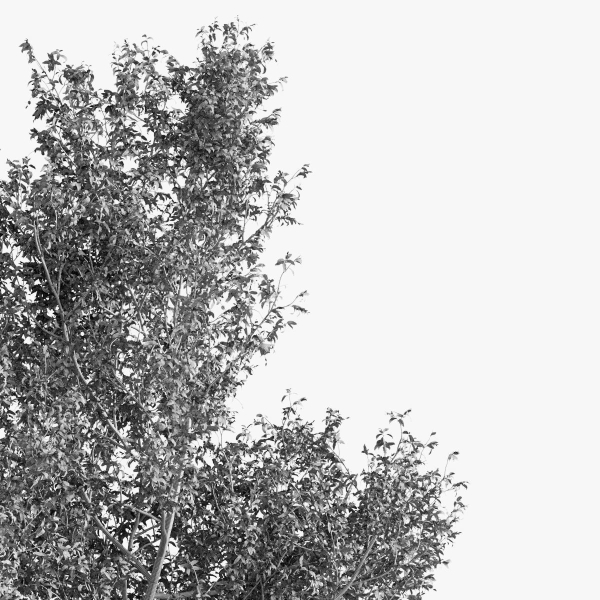 Fagus Sylvatica Tree - ORGANIKA