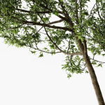 Fagus Sylvatica Tree - ORGANIKA
