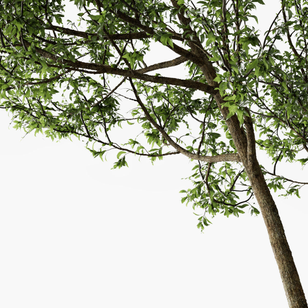 Fagus Sylvatica Tree - ORGANIKA