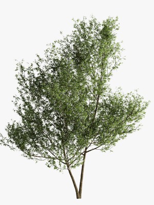 Fagus Sylvatica Tree - ORGANIKA