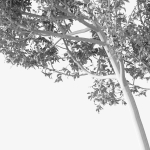 Fagus Sylvatica Tree - ORGANIKA