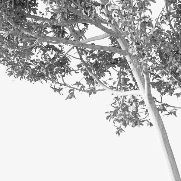Fagus Sylvatica Tree - ORGANIKA