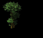 Fairy Forest-Banyan 01