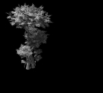 Fairy Forest-Banyan 01