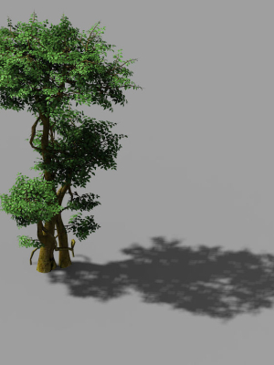 Fairy Forest-Banyan 01