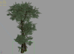 Fairy Forest-Banyan 01