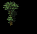 Fairy Forest-Banyan 03