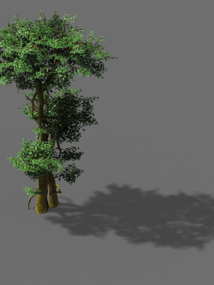 Fairy Forest-Banyan 03