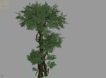 Fairy Forest-Banyan 03