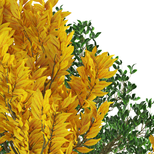 Fall and green Foliage Saplings trees 3d pack