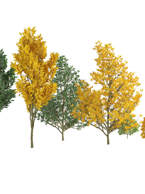 Fall and green Foliage Saplings trees 3d pack