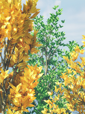 fall-and-green-foliage-saplings-trees-3d-pack-3d-model-9d58237409