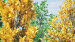 Fall and green Foliage Saplings trees 3d pack