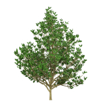 Fall and green Foliage Saplings trees 3d pack