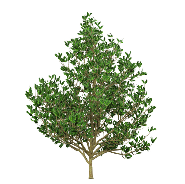 Fall and green Foliage Saplings trees 3d pack