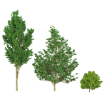 Fall and green Foliage Saplings trees 3d pack