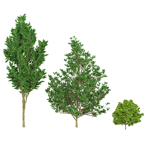 Fall and green Foliage Saplings trees 3d pack