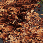 fall bush-6 different bush