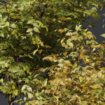 fall bush-6 different bush